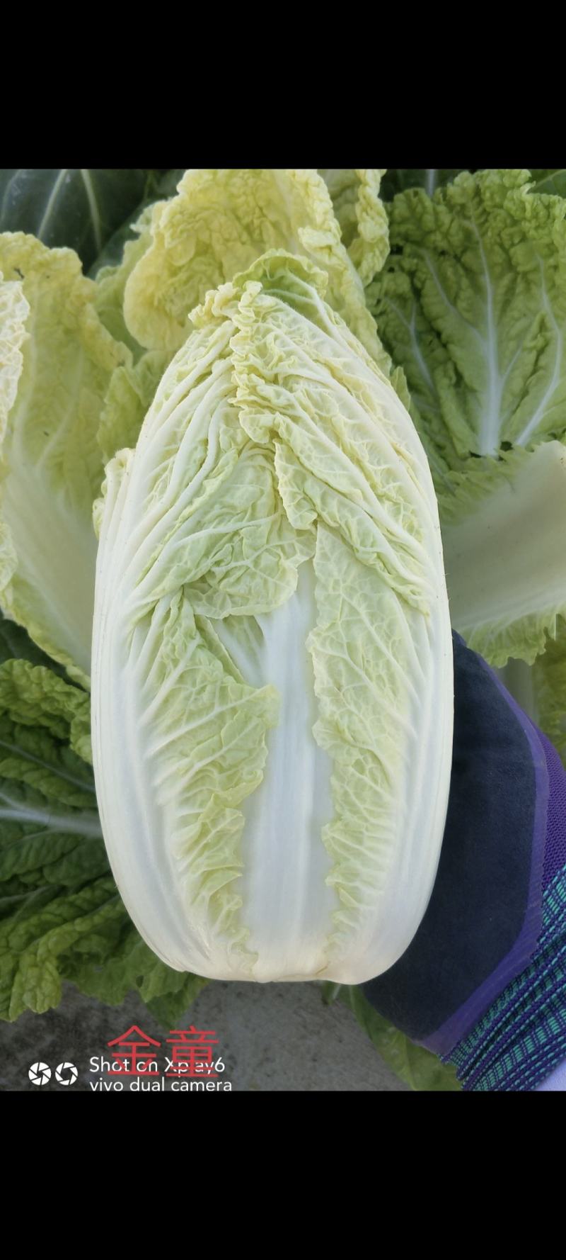橘红芯小颗型娃娃菜种子，肉质鲜嫩口味脆甜持续供货