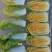 橘红芯小颗型娃娃菜种子，肉质鲜嫩口味脆甜持续供货