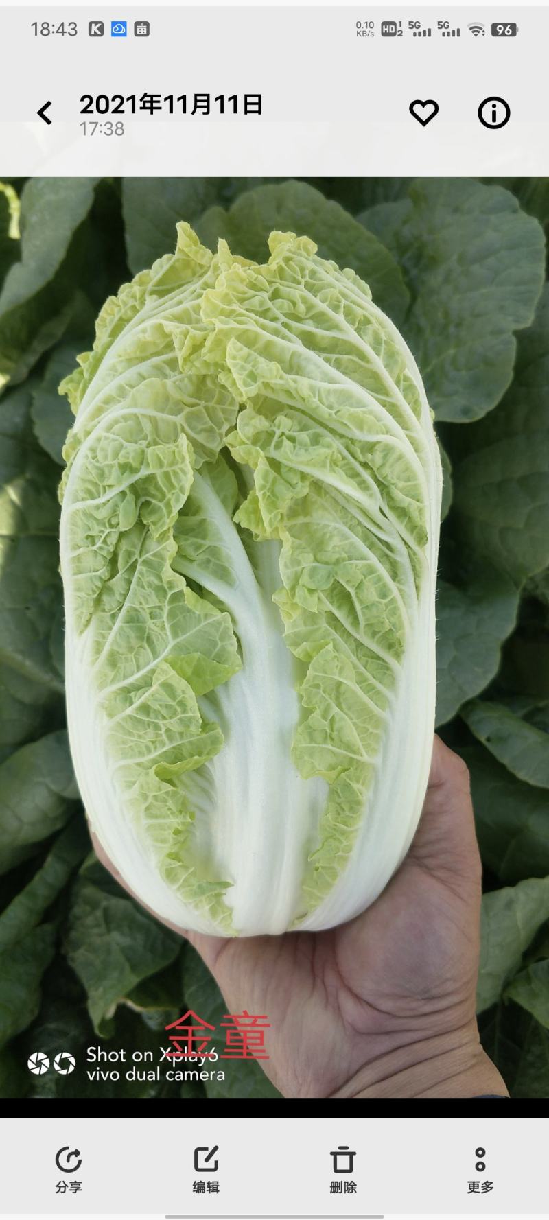 橘红芯小颗型娃娃菜种子，肉质鲜嫩口味脆甜持续供货