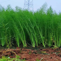 云南新鲜小茴香大棚蔬菜种植茴香菜