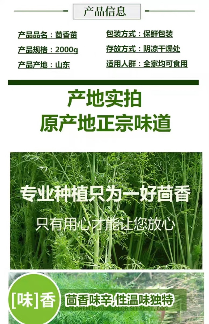 云南新鲜小茴香大棚蔬菜种植茴香菜