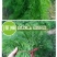 云南新鲜小茴香大棚蔬菜种植茴香菜