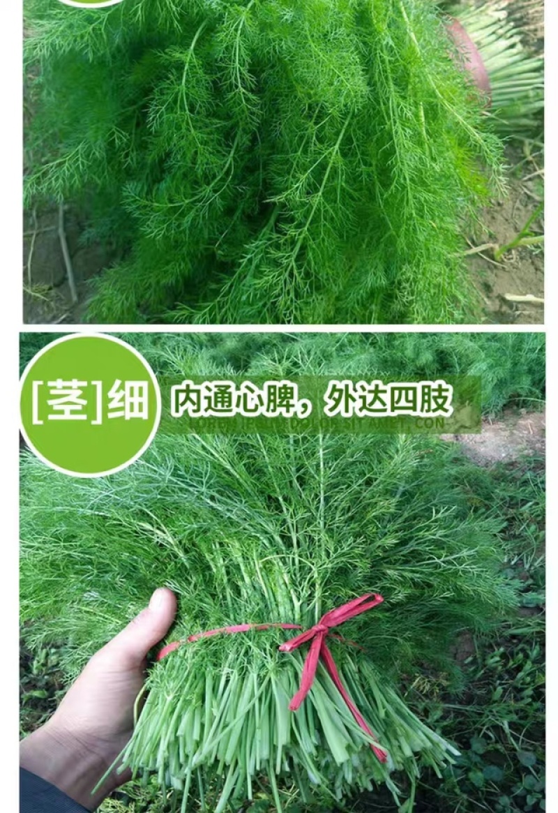 云南新鲜小茴香大棚蔬菜种植茴香菜