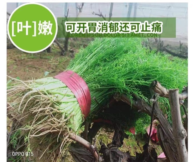 云南新鲜小茴香大棚蔬菜种植茴香菜