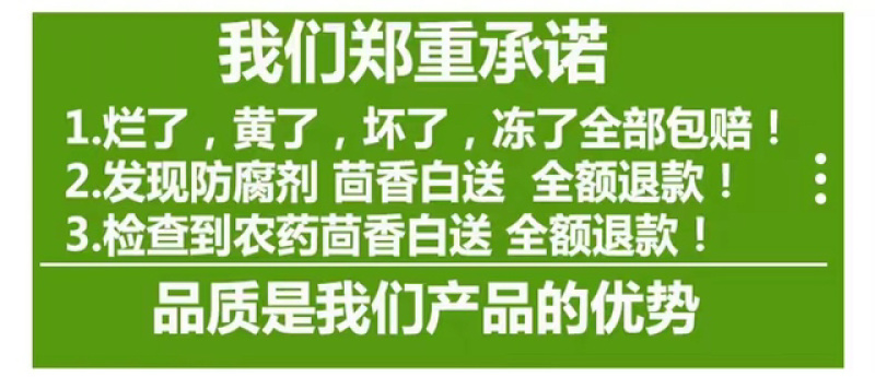 云南新鲜小茴香大棚蔬菜种植茴香菜