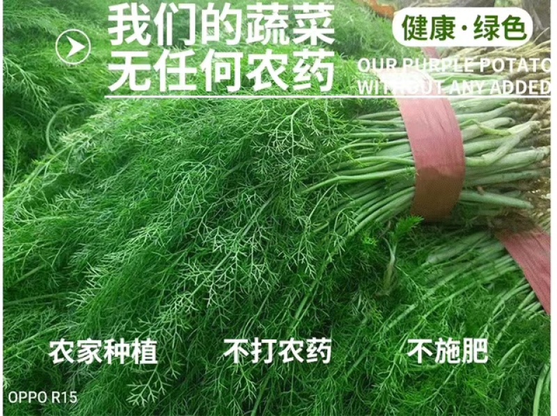 云南新鲜小茴香大棚蔬菜种植茴香菜