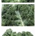 云南蔬菜新鲜羽衣甘蓝甘蓝叶