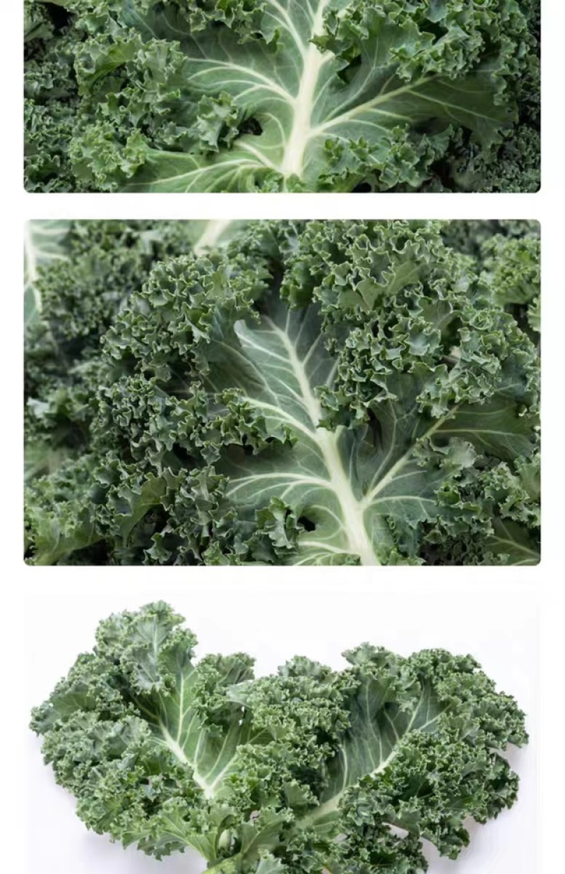 云南蔬菜新鲜羽衣甘蓝甘蓝叶