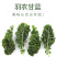 云南蔬菜新鲜羽衣甘蓝甘蓝叶