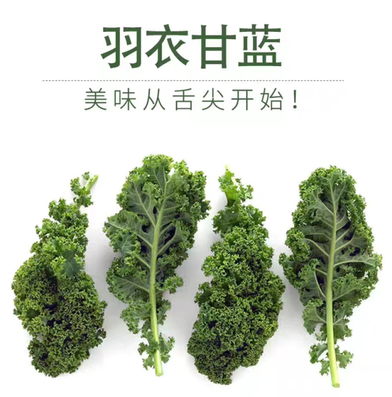 云南蔬菜新鲜羽衣甘蓝甘蓝叶