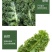 云南蔬菜新鲜羽衣甘蓝甘蓝叶