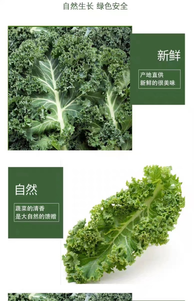云南蔬菜新鲜羽衣甘蓝甘蓝叶