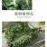 云南蔬菜新鲜羽衣甘蓝甘蓝叶