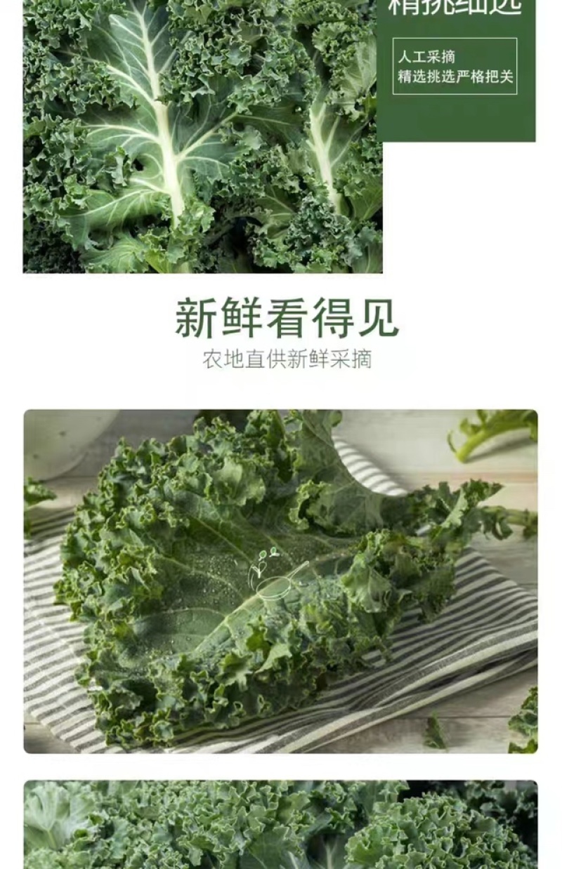 云南蔬菜新鲜羽衣甘蓝甘蓝叶