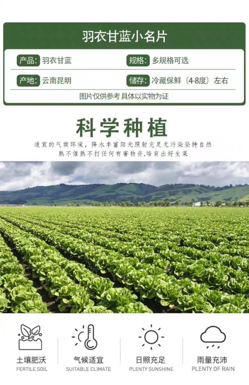云南蔬菜新鲜羽衣甘蓝甘蓝叶