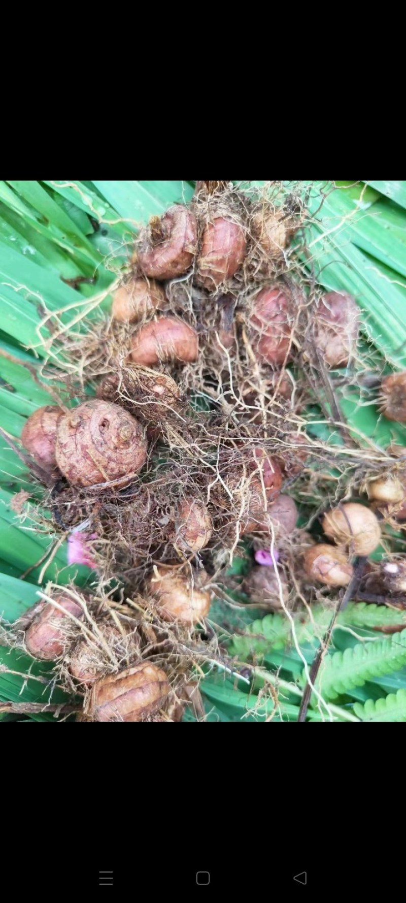火星花，火焰蓝