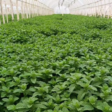云南蔬菜新鲜薄荷叶留兰香十香菜