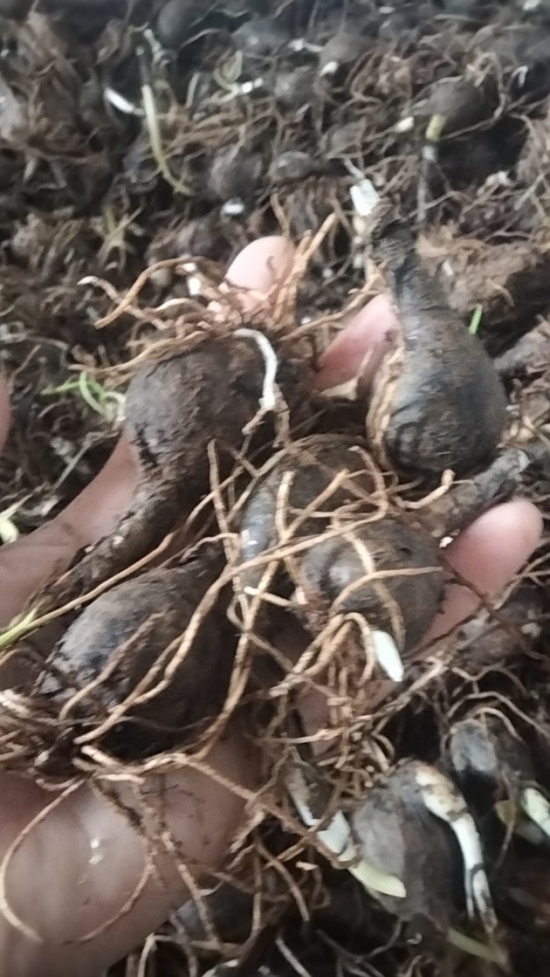 风雨兰种球
