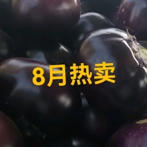 河南焦作博爱县紫光圆茄大量上市，欢迎全国客商前来采购。