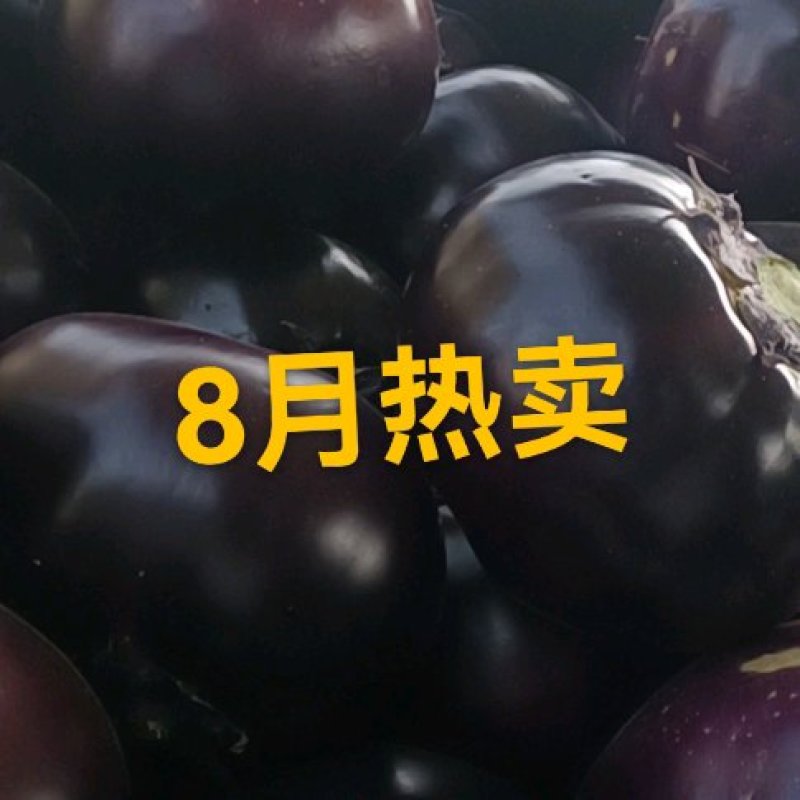 河南焦作博爱县紫光圆茄大量上市，欢迎全国客商前来采购。