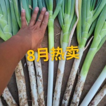 自家种植精品钢葱大量上市，欢迎全国客商前来采购。价格合理