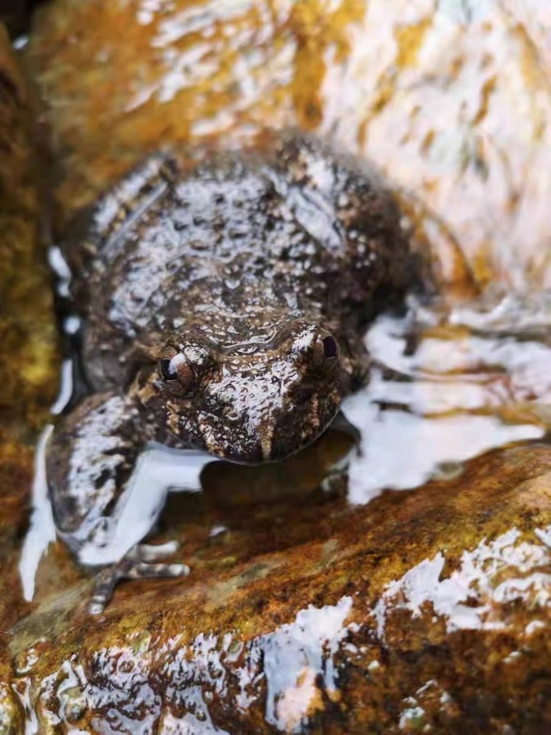 石蛙石鳞棘胸蛙