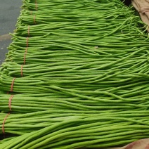 山东精品春季大棚架豆王豆角油豆角产地货，可视频看货实地考