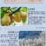 呷尔姆金川雪梨膏
