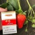 妙香7号草莓苗根系发达适应性强可提供技术指导现挖现发