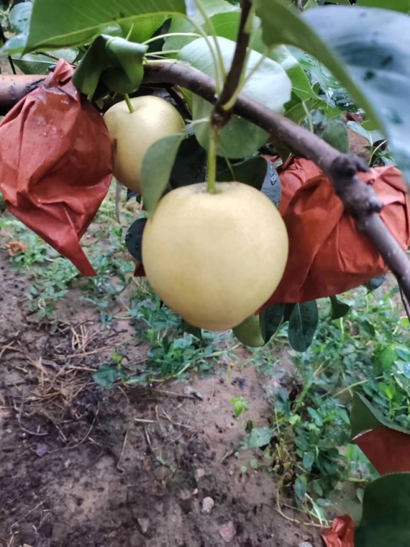 皇冠梨，纸袋皇冠梨