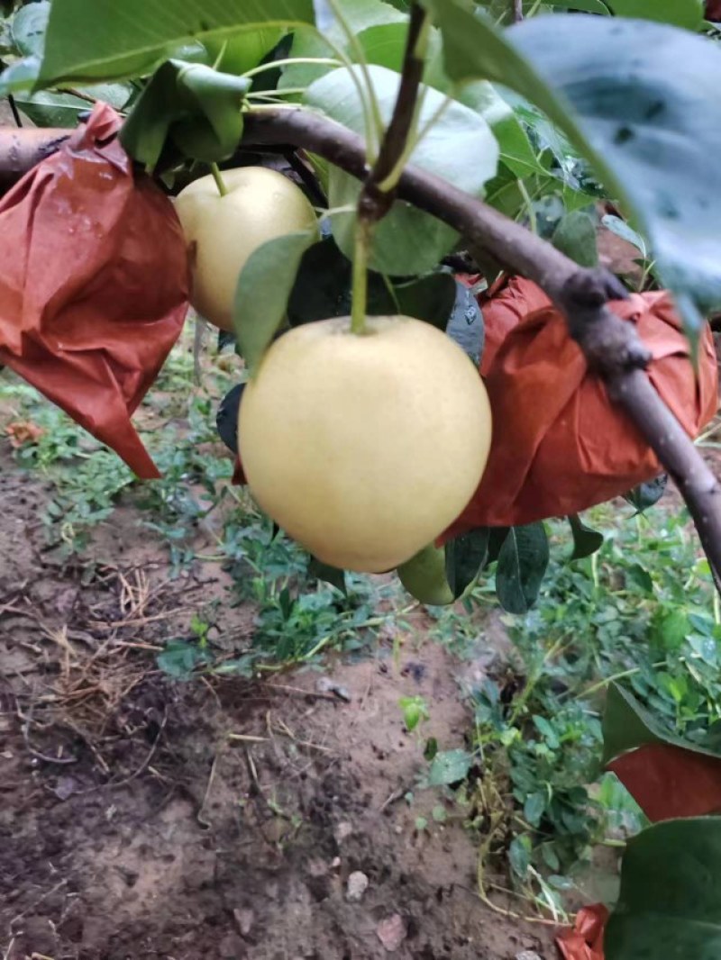皇冠梨，纸袋皇冠梨