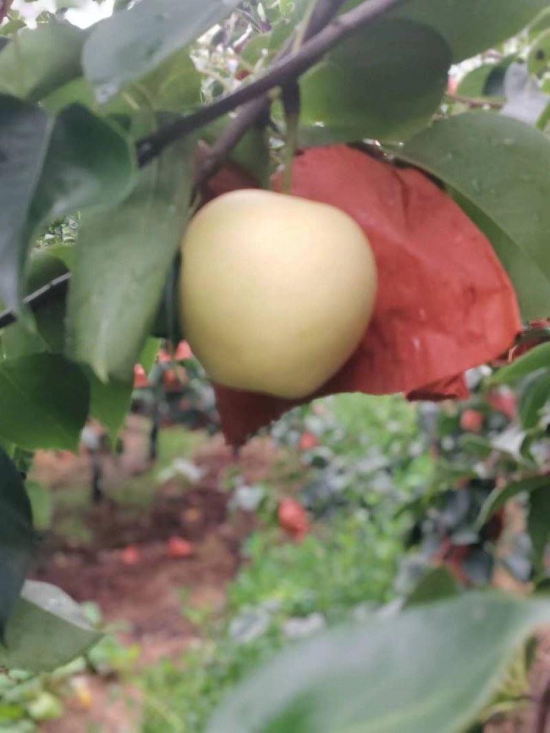 皇冠梨，纸袋皇冠梨