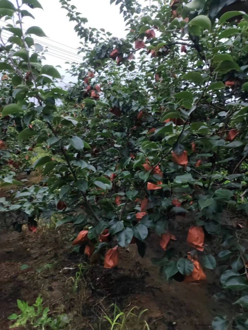 皇冠梨，纸袋皇冠梨
