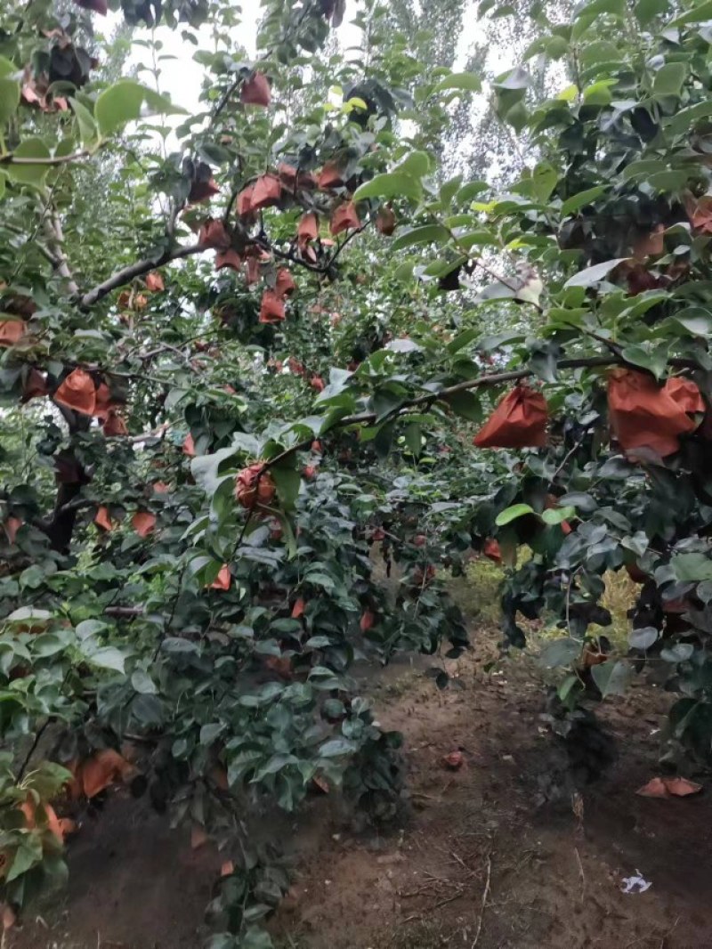 皇冠梨，纸袋皇冠梨