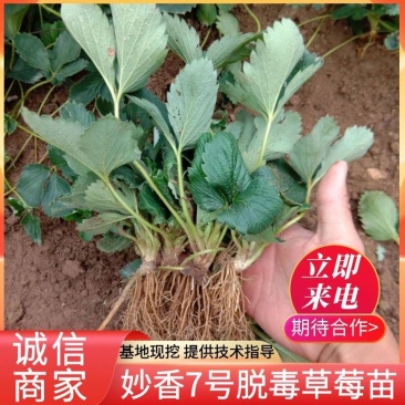 妙香7号草莓苗根系发达适应性强可提供技术指导现挖现发