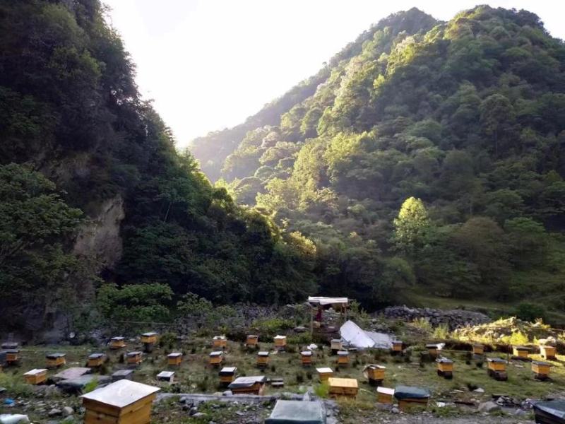 四川野蜂蜜高山自产大量上市一手货源养胃又养颜生态无污染