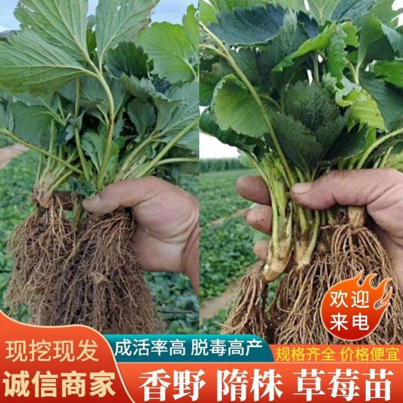 香野草莓苗隋珠草莓苗早熟大果脱毒草莓苗包成活率