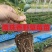 香野草莓苗隋珠草莓苗早熟大果脱毒草莓苗包成活率