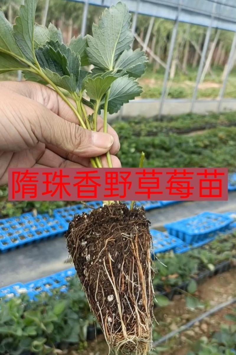 香野草莓苗隋珠草莓苗早熟大果脱毒草莓苗包成活率