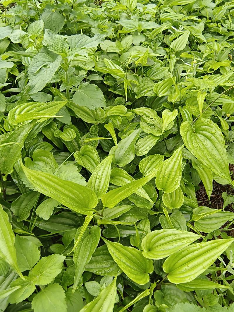 红花百部苗