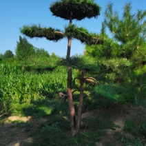 造型松