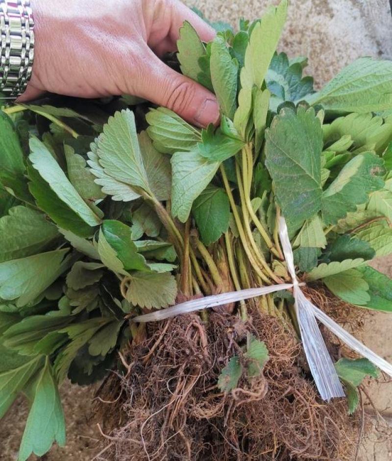 红颜草莓苗现挖脱毒苗成活率高签订合同保证品种
