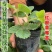 红颜草莓苗现挖脱毒苗成活率高签订合同保证品种