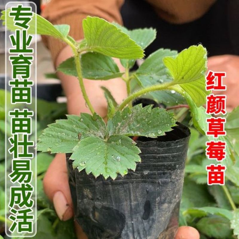 红颜草莓苗现挖脱毒苗成活率高签订合同保证品种