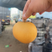 【梨】精品圆黄梨子大量上市皮薄多汁对接电商，批发，
