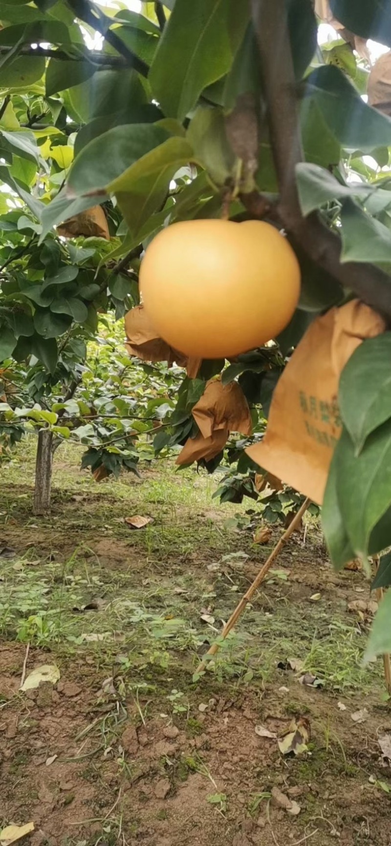 【梨】精品圆黄梨子大量上市皮薄多汁对接电商，批发，