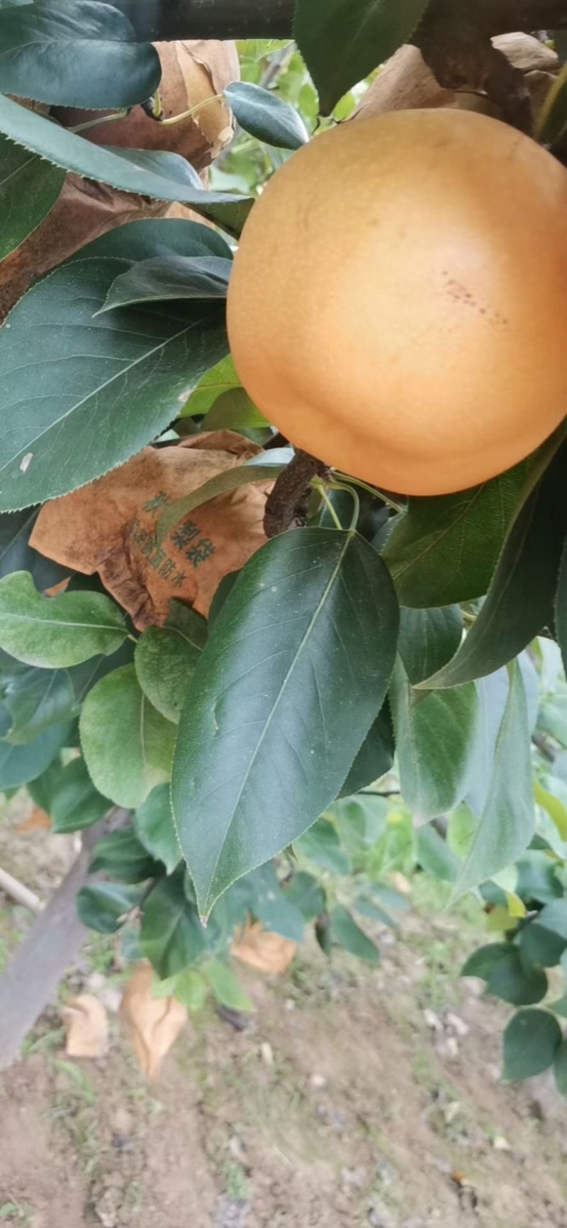 【梨】精品圆黄梨子大量上市皮薄多汁对接电商，批发，