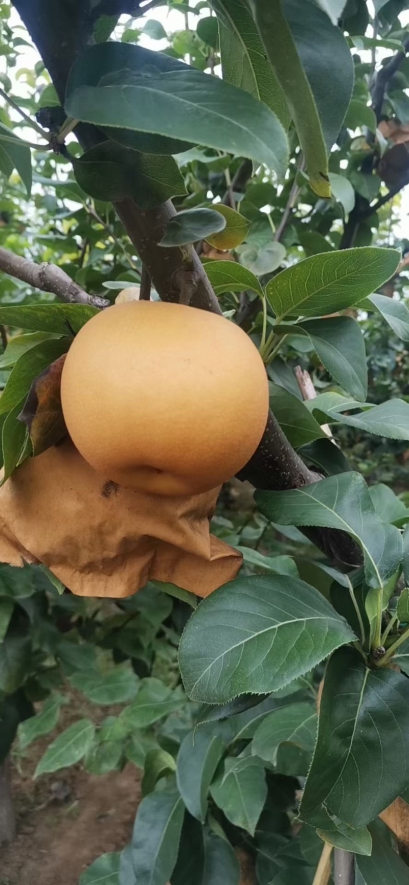 【梨】精品圆黄梨子大量上市皮薄多汁对接电商，批发，