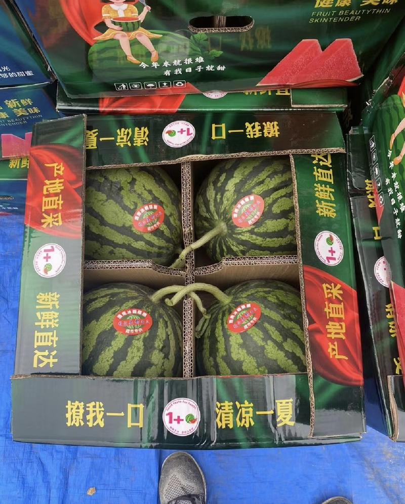 【实力】河南精品美都麒麟西瓜，脆甜可口，产地直发全国