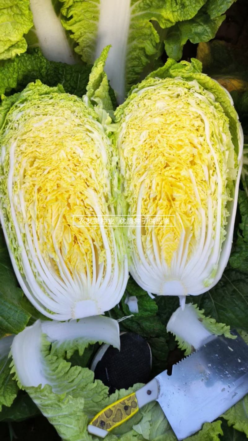 德高盈煌大白菜种子黄心大白菜种子秋季抗根肿病能力强